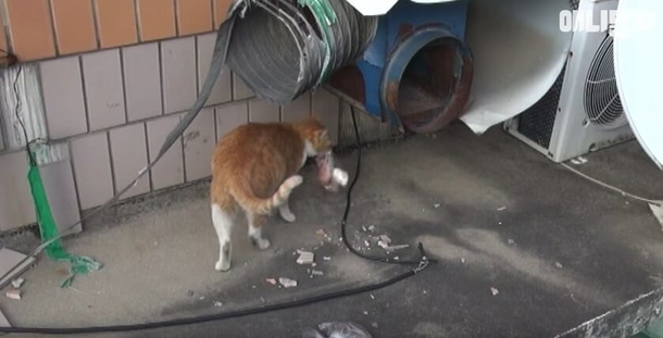 Stray cat will not eat unless food is in a bag: 1 day they follow her and uncovers her secret - picture 4