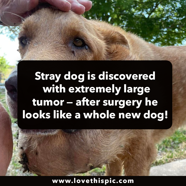 Stray dog is discovered with extremely large tumor — after surgery he looks like a whole new dog!