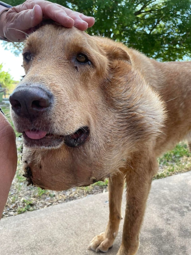 Stray dog is discovered with extremely large tumor — after surgery he looks like a whole new dog! - picture 2