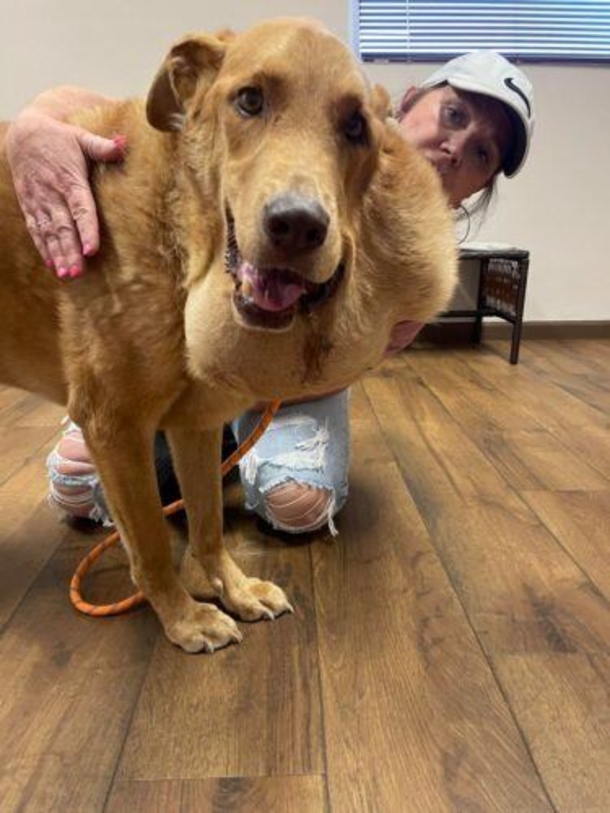 Stray dog is discovered with extremely large tumor — after surgery he looks like a whole new dog! - picture 3