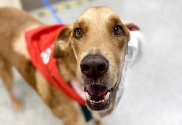 Stray dog is discovered with extremely large tumor — after surgery he looks like a whole new dog! - picture 4