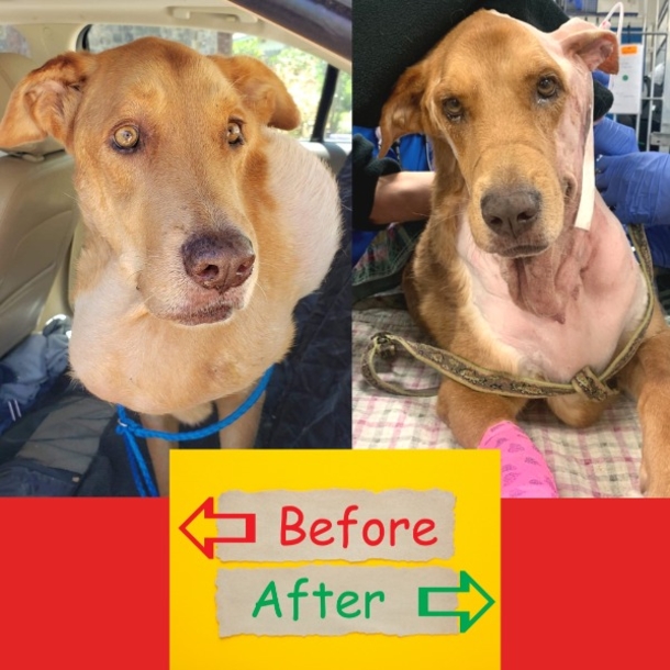 Stray dog is discovered with extremely large tumor — after surgery he looks like a whole new dog! - picture 6