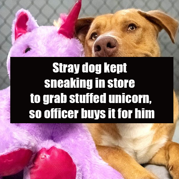 Stray dog kept sneaking in store to grab stuffed unicorn, so officer buys it for him