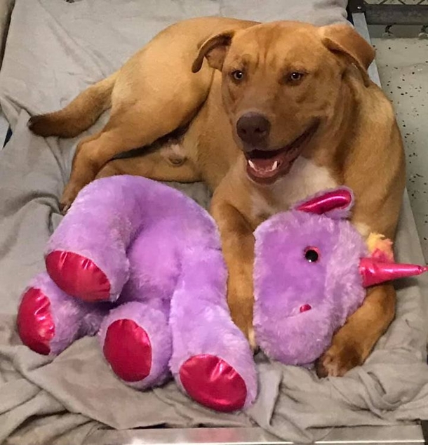 Stray dog kept sneaking in store to grab stuffed unicorn, so officer buys it for him - picture 2