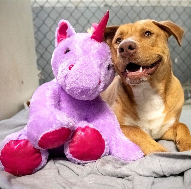 Stray dog kept sneaking in store to grab stuffed unicorn, so officer buys it for him - picture 5