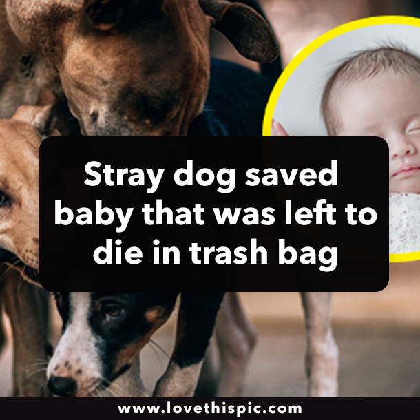 Stray dog saved baby that was left to die in trash bag