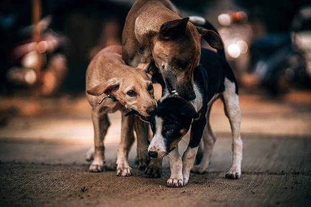Stray dog saved baby that was left to die in trash bag - picture 2