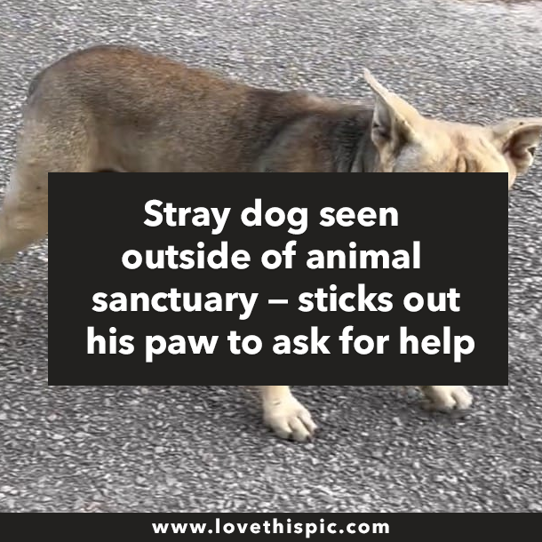 Stray dog seen outside of animal sanctuary — sticks out his paw to ask for help