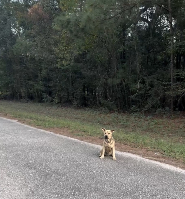 Stray dog seen outside of animal sanctuary — sticks out his paw to ask for help - picture 2