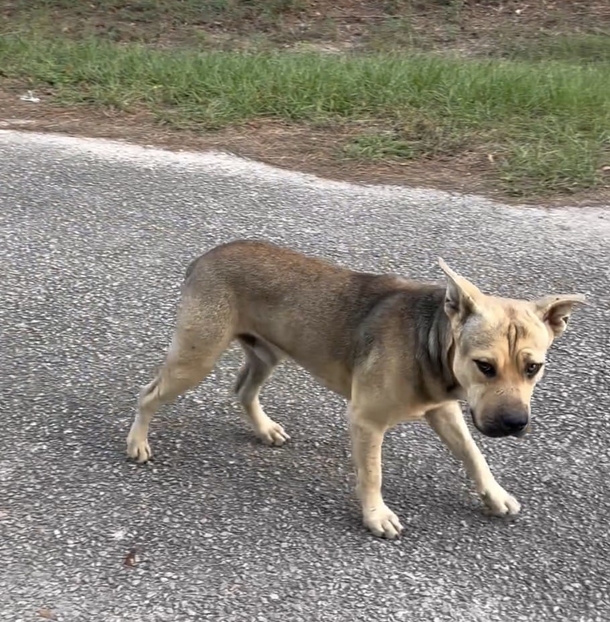 Stray dog seen outside of animal sanctuary — sticks out his paw to ask for help - picture 3