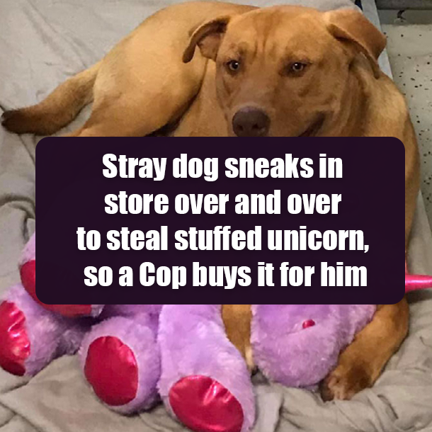 Stray dog sneaks in store over and over to steal stuffed unicorn, so a Cop buys it for him