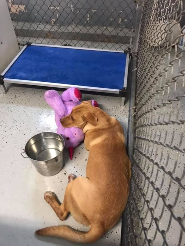 Stray dog sneaks in store over and over to steal stuffed unicorn, so a Cop buys it for him - picture 3