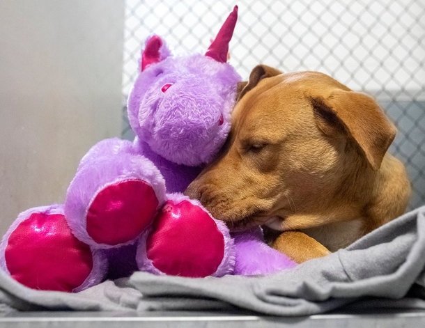 Stray dog sneaks in store over and over to steal stuffed unicorn, so a Cop buys it for him - picture 6