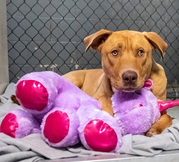 Stray dog sneaks in store over and over to steal stuffed unicorn, so a Cop buys it for him - picture 7