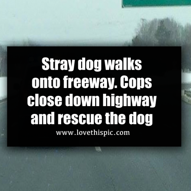Stray dog walks onto freeway. Cops close down highway and rescue the dog