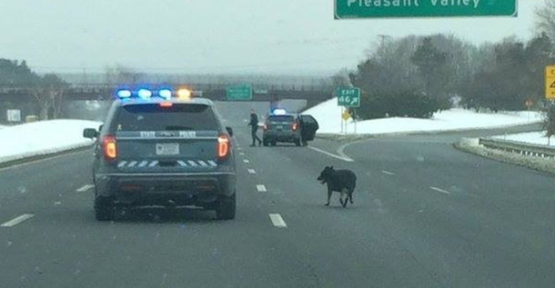 Stray dog walks onto freeway. Cops close down highway and rescue the dog - picture 2