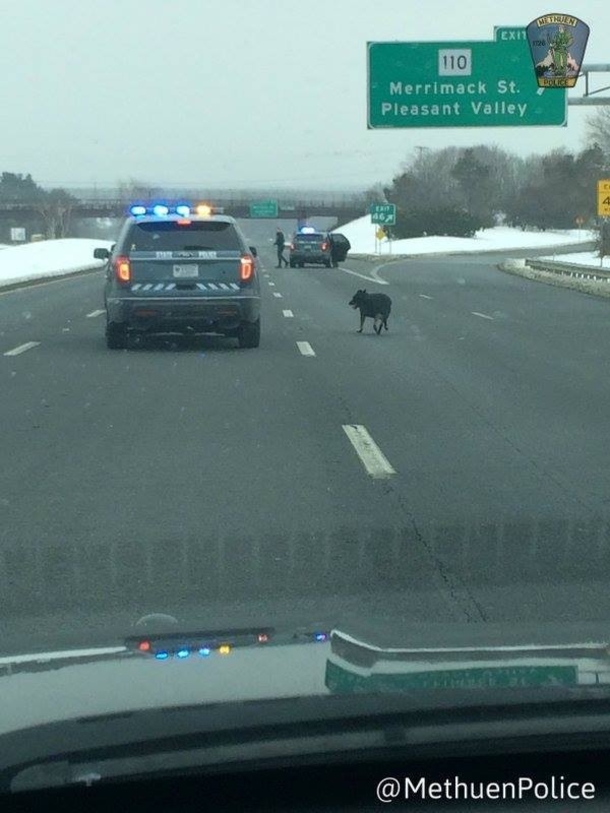 Stray dog walks onto freeway. Cops close down highway and rescue the dog - picture 3