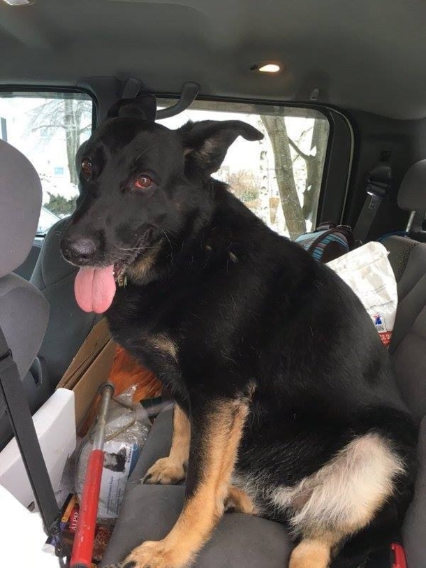 Stray dog walks onto freeway. Cops close down highway and rescue the dog - picture 4