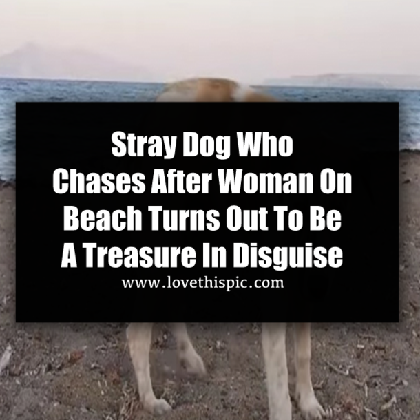 Stray Dog Who Chases After Woman On Beach Turns Out To Be A Treasure In Disguise