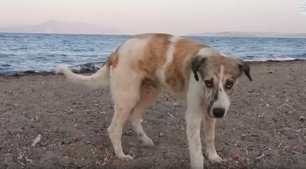 Stray Dog Who Chases After Woman On Beach Turns Out To Be A Treasure In Disguise - picture 2