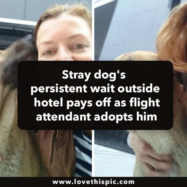 Stray dog's persistent wait outside hotel pays off as flight attendant adopts him