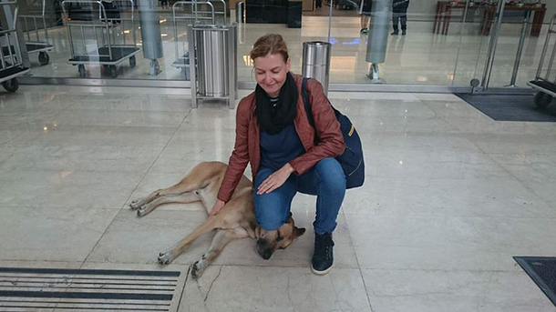 Stray dog's persistent wait outside hotel pays off as flight attendant adopts him - picture 3