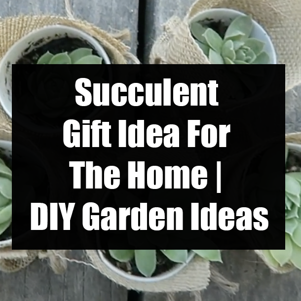 Succulent Gift Idea For The Home | DIY Garden Ideas