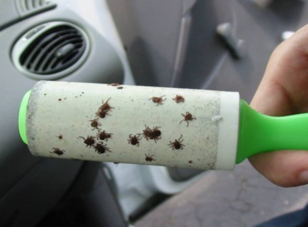 Summer's Around The Corner, This Neat Trick Will Keep The Ticks Away All Season Long! - picture 3