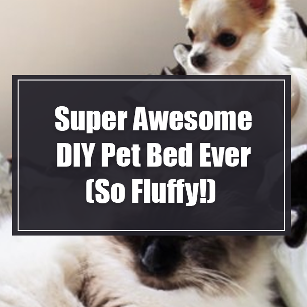Super Awesome DIY Pet Bed Ever (So Fluffy!)