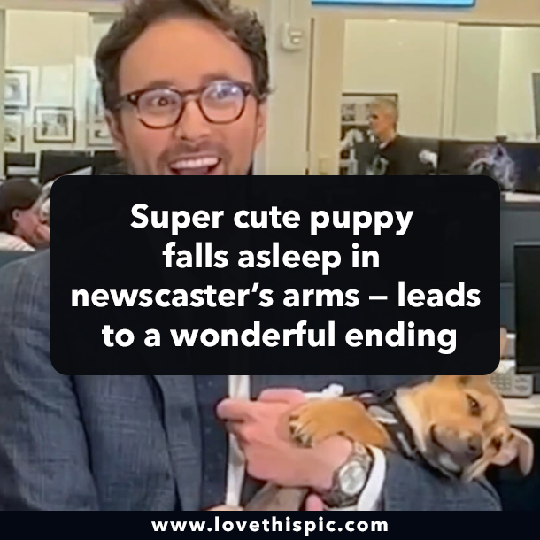 Super cute puppy falls asleep in newscaster’s arms — leads to a wonderful ending