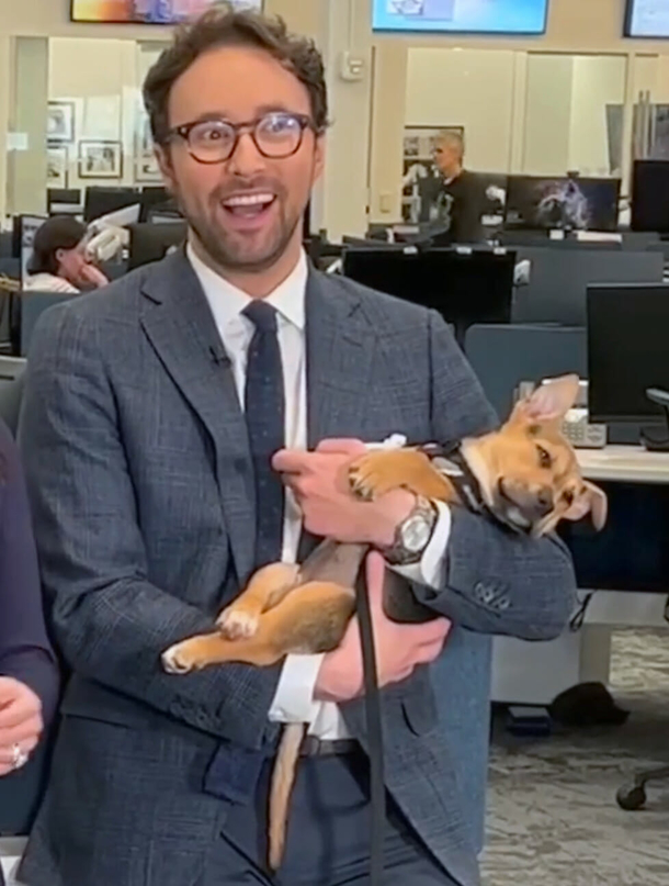 Super cute puppy falls asleep in newscaster’s arms — leads to a wonderful ending - picture 2