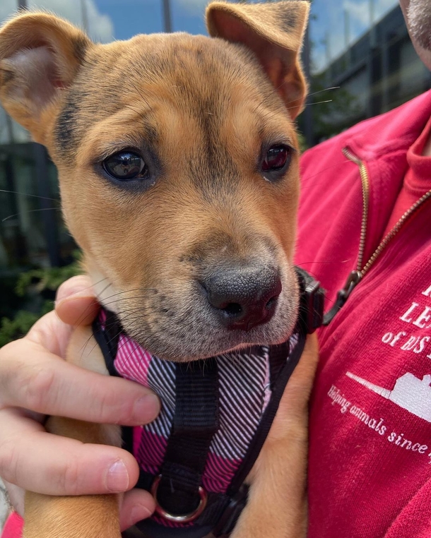 Super cute puppy falls asleep in newscaster’s arms — leads to a wonderful ending - picture 3