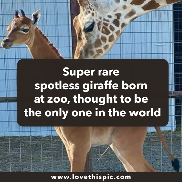 Super rare spotless giraffe born at zoo, thought to be the only one in the world