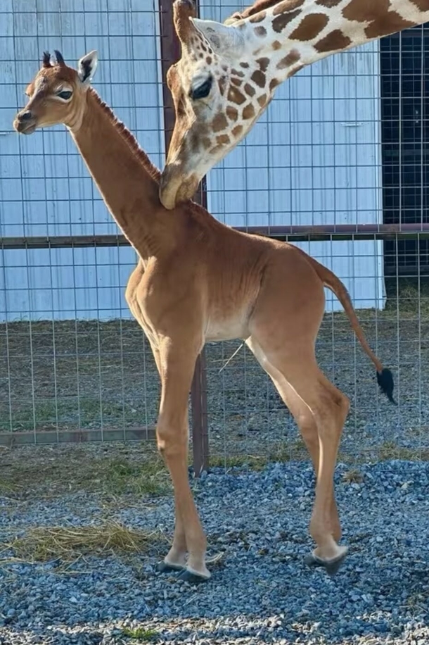 Super rare spotless giraffe born at zoo, thought to be the only one in the world - picture 2