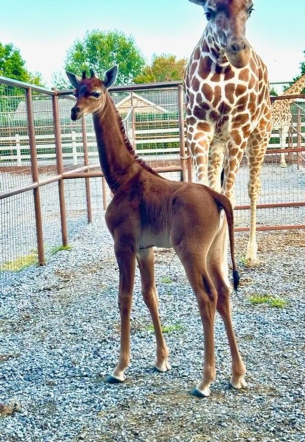 Super rare spotless giraffe born at zoo, thought to be the only one in the world - picture 3