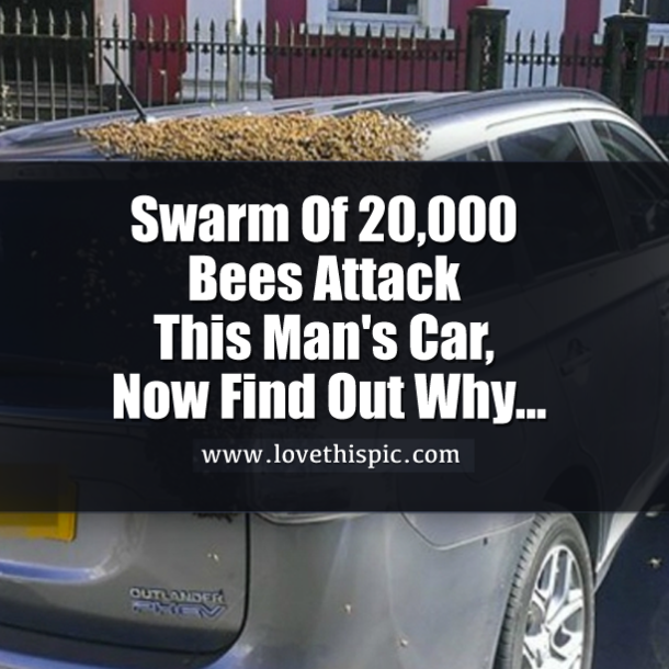 Swarm Of 20,000 Bees Attack This Man's Car, Now Find Out Why...