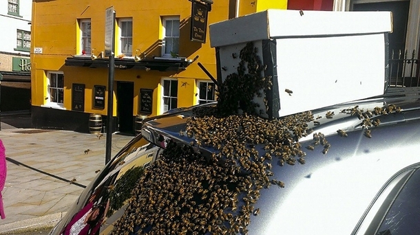 Swarm Of 20,000 Bees Attack This Man's Car, Now Find Out Why... - picture 2