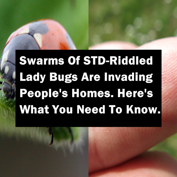 Swarms Of STD-Riddled Lady Bugs Are Invading People's Homes. Here's What You Need To Know...
