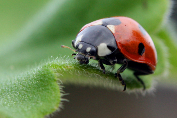 Swarms Of STD-Riddled Lady Bugs Are Invading People's Homes. Here's What You Need To Know... - picture 2