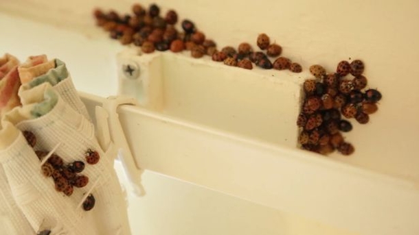 Swarms Of STD-Riddled Lady Bugs Are Invading People's Homes. Here's What You Need To Know... - picture 3