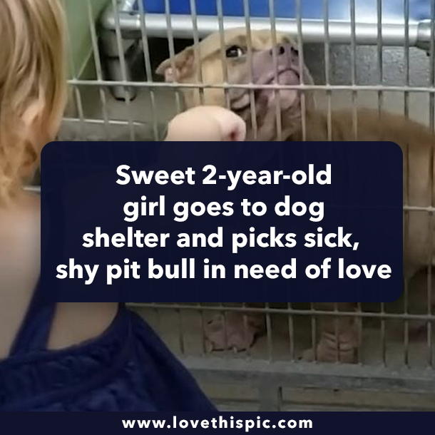 Sweet 2-year-old girl goes to dog shelter and picks sick, shy pit bull in need of love