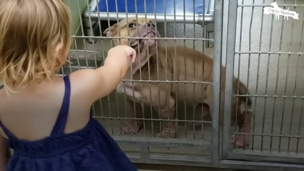 Sweet 2-year-old girl goes to dog shelter and picks sick, shy pit bull in need of love - picture 2