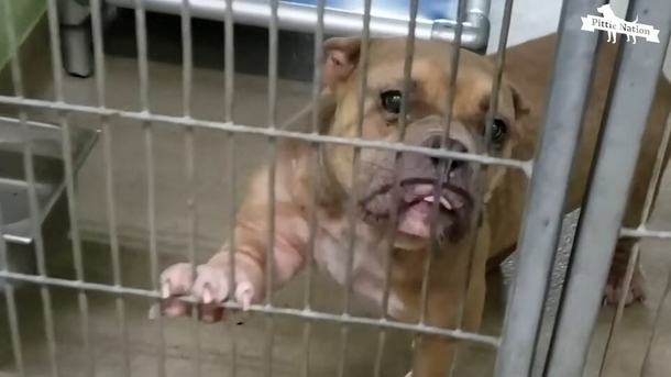Sweet 2-year-old girl goes to dog shelter and picks sick, shy pit bull in need of love - picture 3