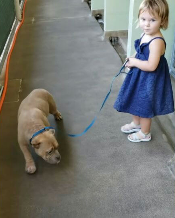 Sweet 2-year-old girl goes to dog shelter and picks sick, shy pit bull in need of love - picture 4