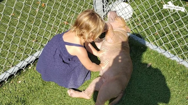 Sweet 2-year-old girl goes to dog shelter and picks sick, shy pit bull in need of love - picture 5