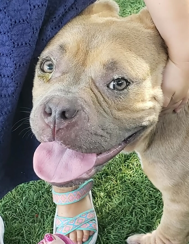 Sweet 2-year-old girl goes to dog shelter and picks sick, shy pit bull in need of love - picture 6