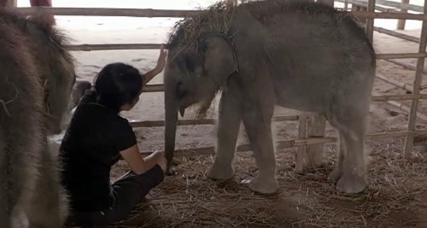 Sweet Caretaker Shows Baby Elephants The Meaning Of Love After Losing Their Parent (Video) - picture 2