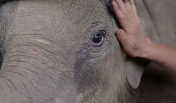 Sweet Caretaker Shows Baby Elephants The Meaning Of Love After Losing Their Parent (Video) - picture 3