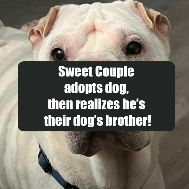 Sweet Couple adopts dog, then realizes he’s their dog’s brother!