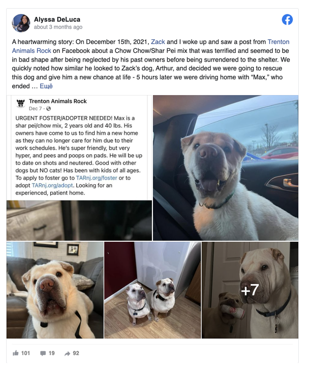 Sweet Couple adopts dog, then realizes he’s their dog’s brother! - picture 3